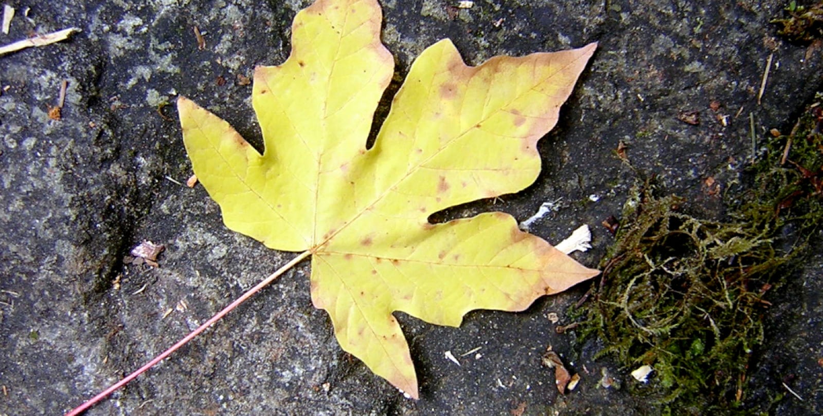 Title Image
