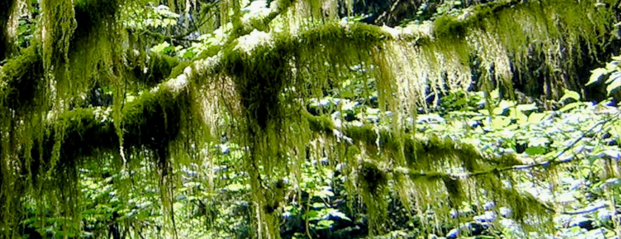 Richard Lehmann Photography copyrighted Image